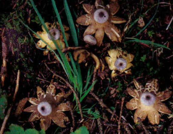 Geastrum minus (Pers).Fischer